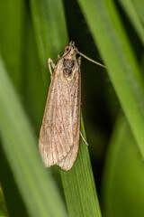 Rush veneer (Nomophila noctuella)