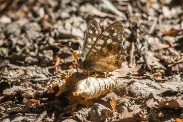 Speckled wood butterfly (Pararge aegeria)