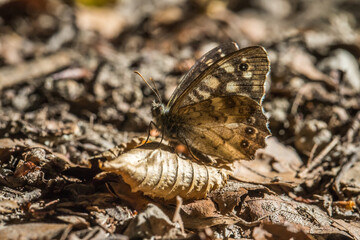 Speckled wood butterfly (Pararge aegeria)