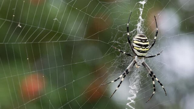 Argiope bruennichi. The predatory wasp spider entangles its prey in a web.	

