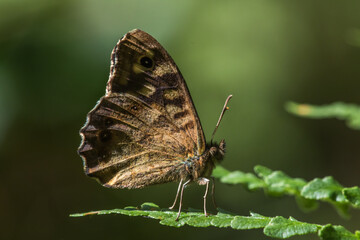 Speckled wood butterfly (Pararge aegeria)