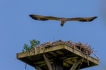 The western osprey (Pandion haliaetus ) . The young osprey and his first flight attempts
    over...