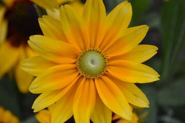 yellow flower in the garden