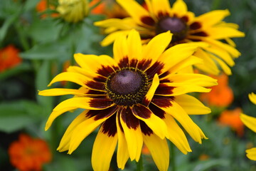yellow and brown flower