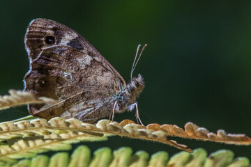 Speckled wood butterfly (Pararge aegeria)