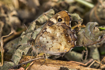 Naklejka na ściany i meble Speckled wood butterfly (Pararge aegeria)