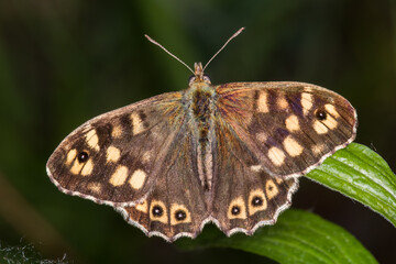 Speckled wood butterfly (Pararge aegeria)