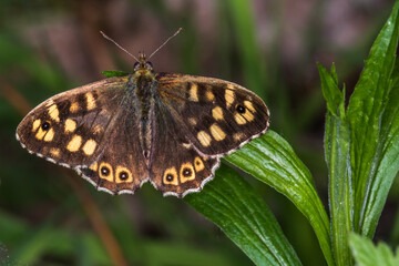 Speckled wood butterfly (Pararge aegeria)