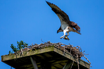The western osprey. Females bringing caught fish to the nest for young .