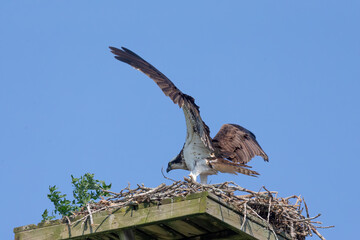 The western osprey (Pandion haliaetus ) on the nest.  The osprey or more specifically the western...