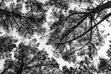 Fond d'écran abstrait avec des arbres en noir et blanc