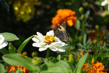 Small tortoiseshell butterfly (Aglais urticae) sitting on white flower in Zurich, Switzerland