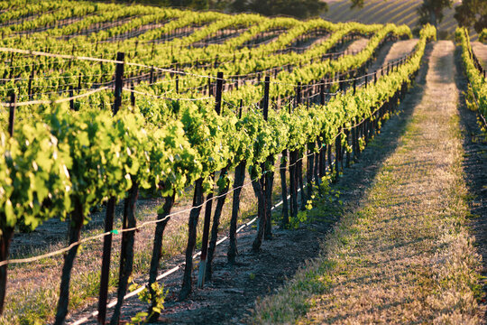 Endless rows of lush green grape vines in the evening light