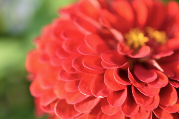 Zinnia lat. zínnia is a genus of annual and perennial grasses and semi-shrubs of the Asteraceae family