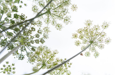 Cow Parsley flowers against white background
