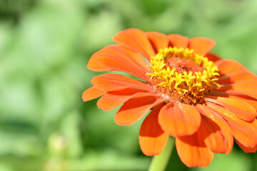 Zinnia lat. zínnia is a genus of annual and perennial grasses and semi-shrubs of the Asteraceae family