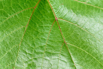 Background of a green leaf in the garden in summer