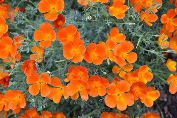 Escholzia lat. eschschólzia is a genus of plants in the poppy family papaveraceae, eschschólzia californica in the garden