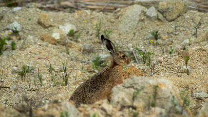 Hare in the grass