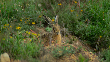 Hare in the grass