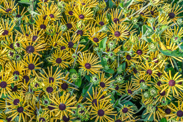 Flowers from the Farmer's Market.