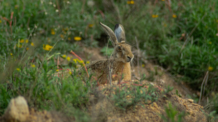 Hare in the grass
