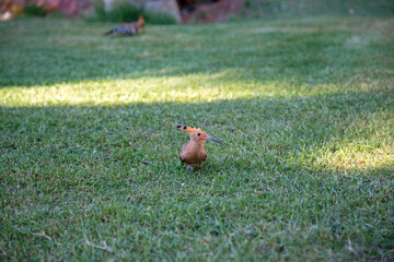 African hoopoe on the green grass