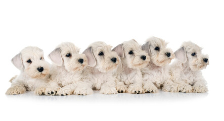 puppies miniature schnauzer in studio