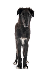 young borzoi in studio