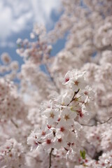 Close up of cherry blossoms
