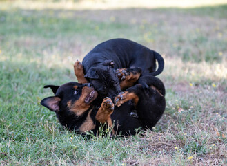 puppies staffordshire bull terrier and rottweiler