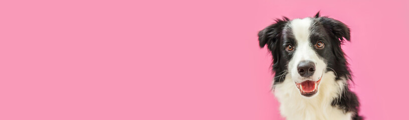 Funny studio portrait of cute smiling puppy dog border collie isolated on pink background. New...