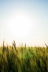 Field of durum wheat, naturally grown wheat. © Igor Bastrakov