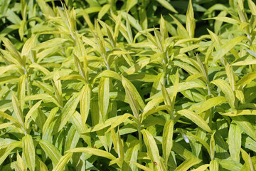 Yellow goldenrod leaves without flowers