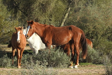 Obraz premium Wild horses enjoying a beautiful day in the Sonoran Desert, Tonto National Forest, Arizona.