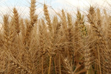 beautiful yellow spelt ears with long hairs closeup in a field in the dutch countryside in summer