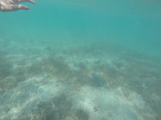 Ocean and fishes at Brazil Coast