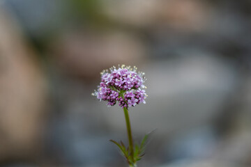 Obraz premium lavender flowers on natural background.
