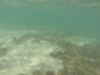 Ocean and fishes at Brazil Coast