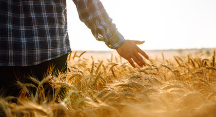 Young farmer walks through the barley field and strokes with arm golden ears of crop at sunset. Agricultural business concept.  © maxbelchenko