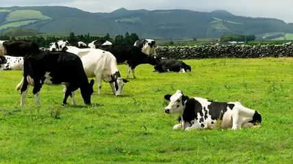 Fotobehang Cows in the meadow. Holstein friesian cows in milk farm. © António Duarte