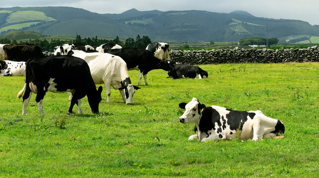 Cows in the meadow. Holstein friesian cows in milk farm.