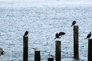 seagulls on the pier