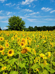 Yellow sunflowers in Michigan field with trees