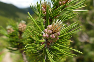 Creeping pine or scrub mountain pine (Pinus mugo subsp. mugo and Pinus mugo subsp. Rotundata) is a species of conifer, here male pollen producing strobili - near the village Seckau, Styria, Austria.
