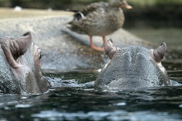 Fototapeta premium Flußpferd im Wasser