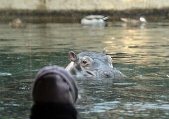 Flußpferd im Wasser
