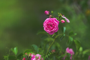 concept, garden and rosebush with pink roses, with blurred foreground