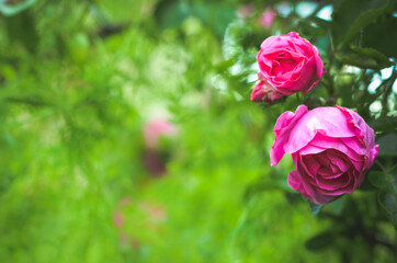 concept, garden and rosebush with pink roses, with blurred foreground