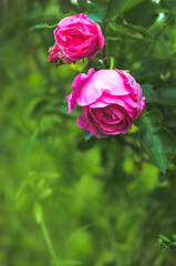 concept, garden and rosebush with pink roses, with blurred foreground